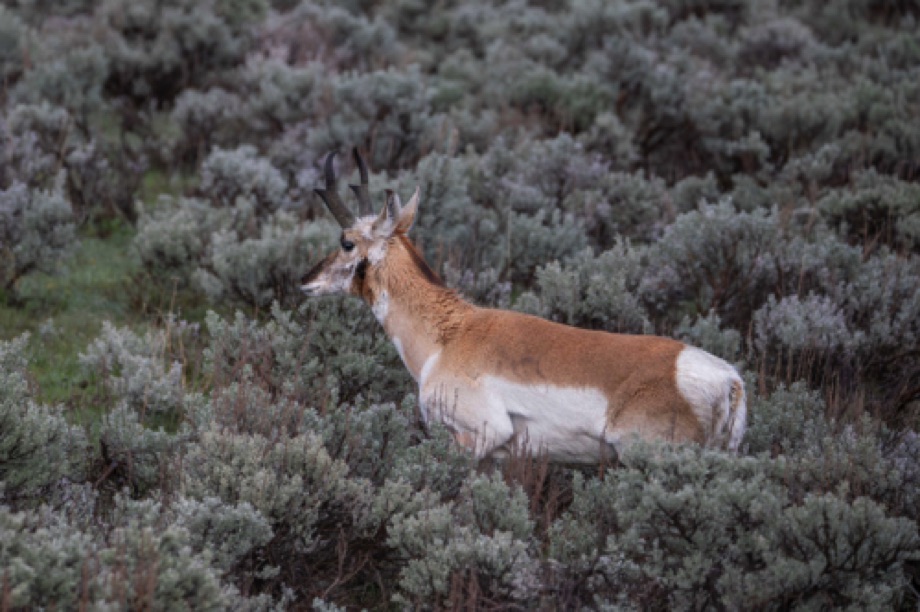 Pronghorn Antelope
Lamar Valley, Yellowstone